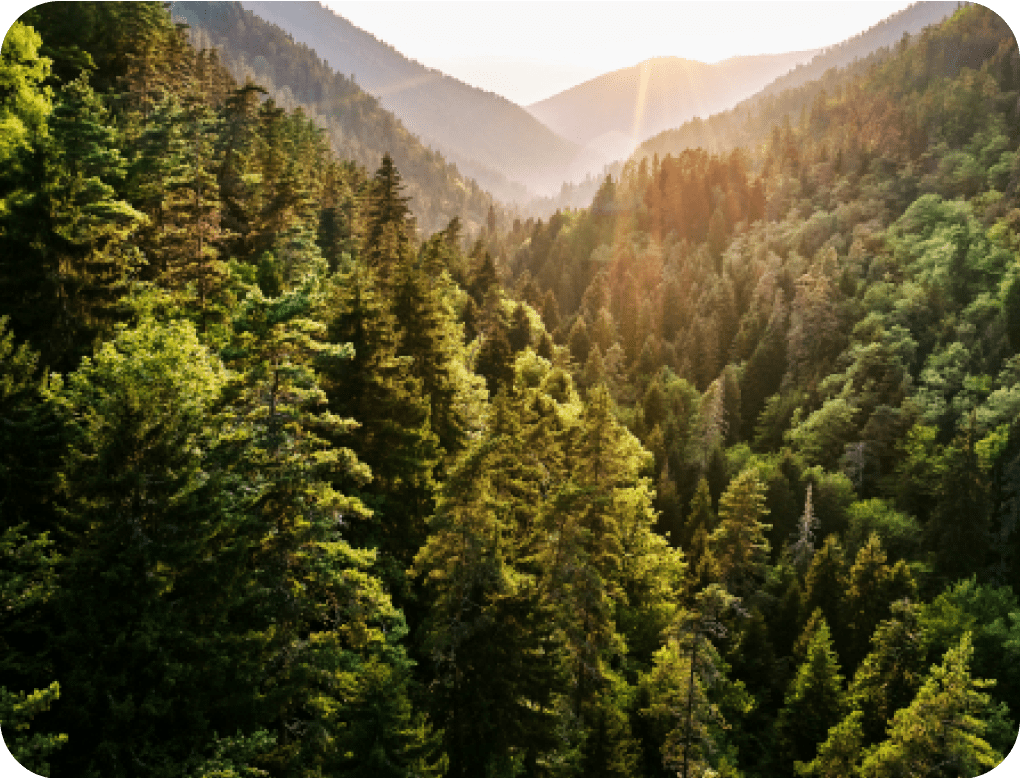 Valley of tall trees during sunset